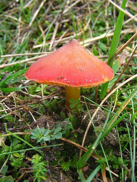The Witch Hat Mushroom: A Rare and Elusive Fungus